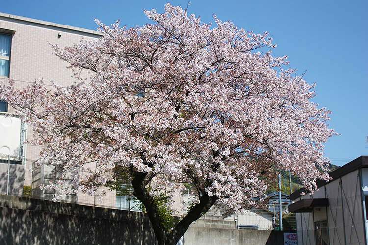 施設入口にある桜の木